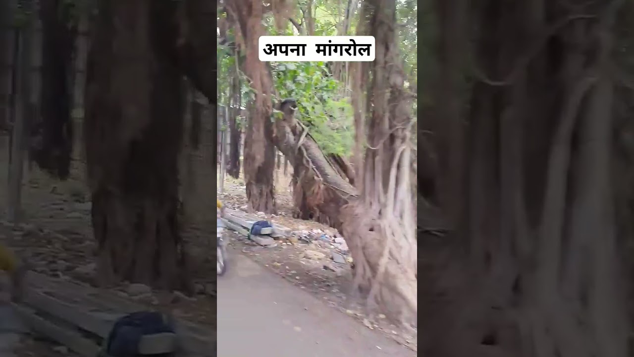 apna mangrol #tejasgohelvlog #mangrolstatus #mangrol #mangrolwale