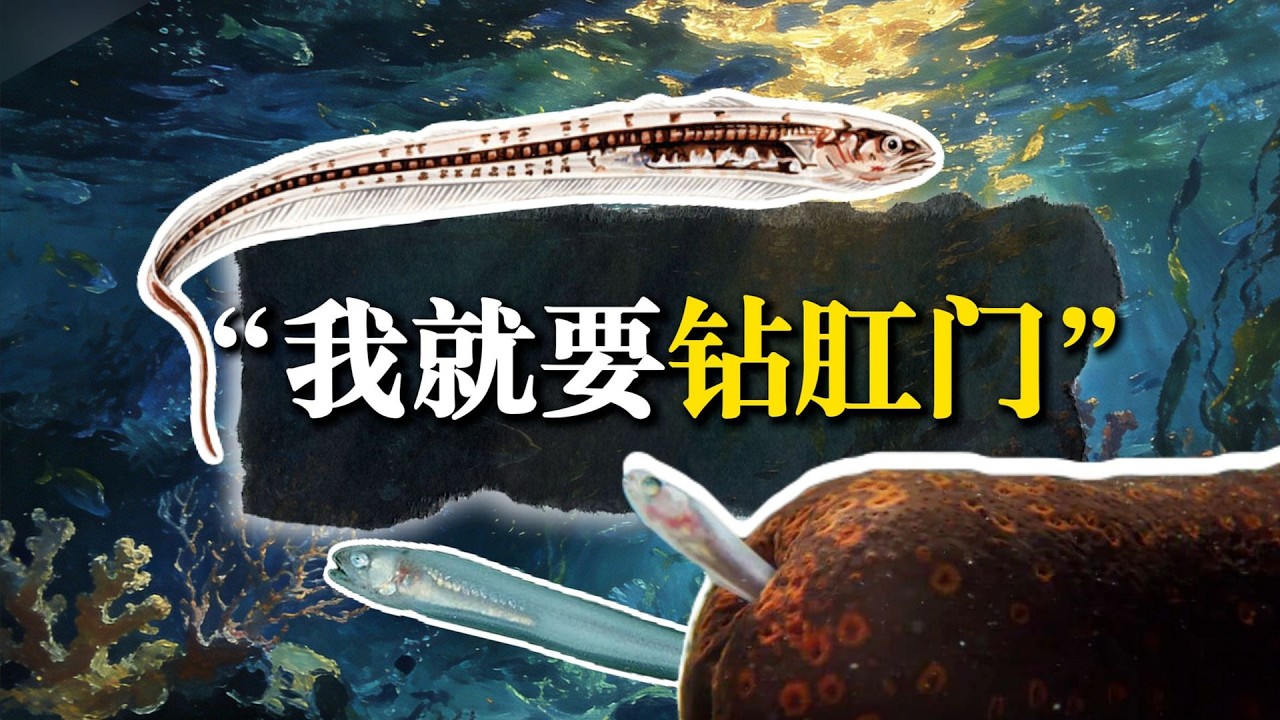 【神奇動物】硬鑽別人菊花，還要摳人家的內臟當辣條吃？怎麼會有這麼重口味的海洋生物【叮叮貓不咬人】