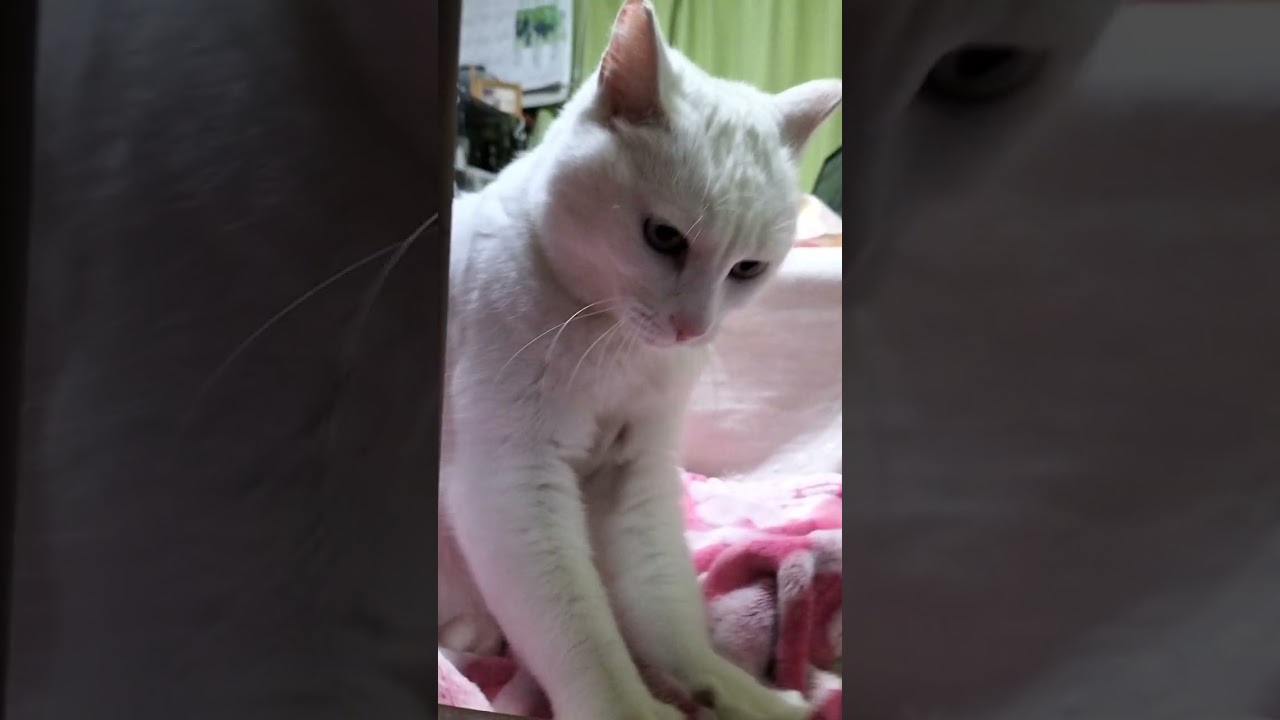 フミフミ終わった後のお返事