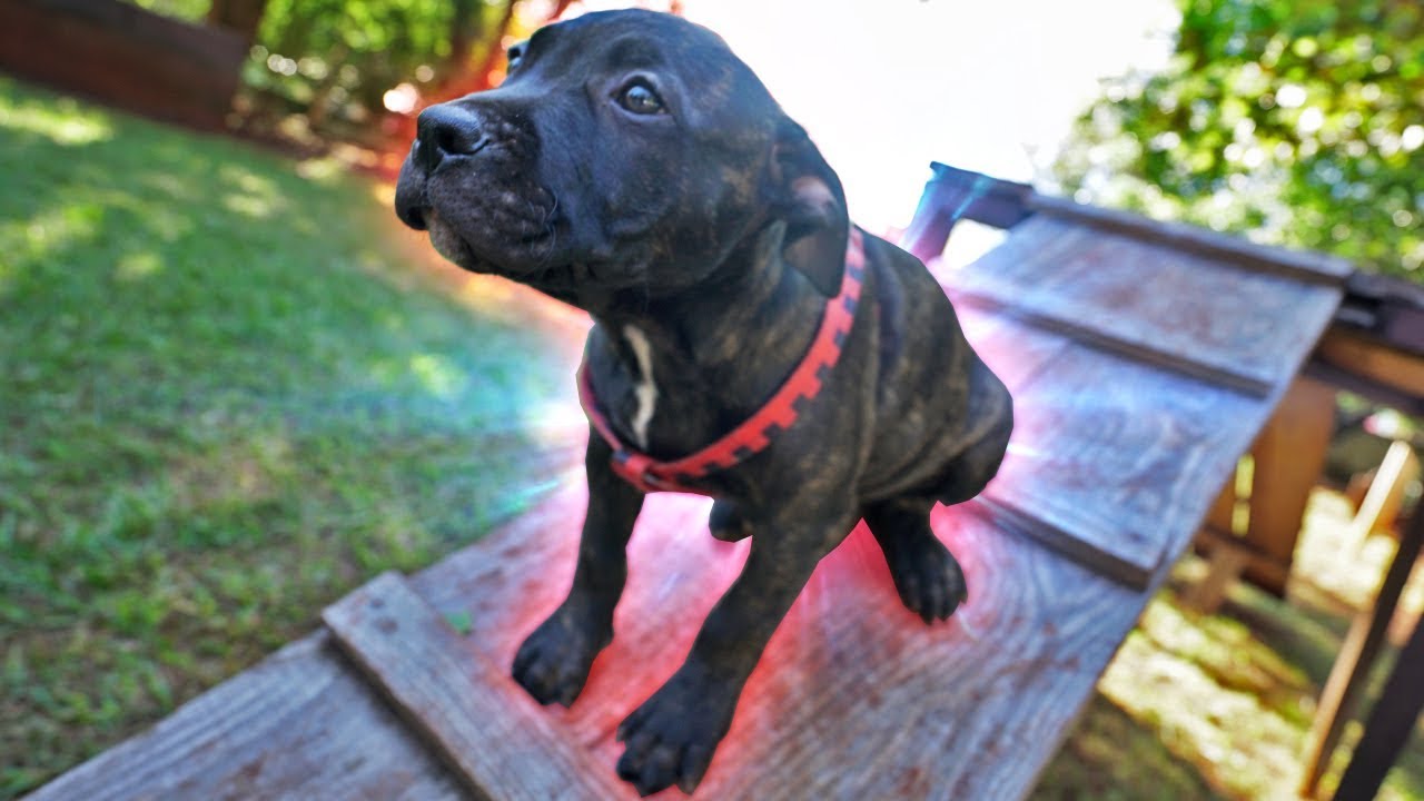 PRIMEIRO TREINAMENTO DO MEU CACHORRO