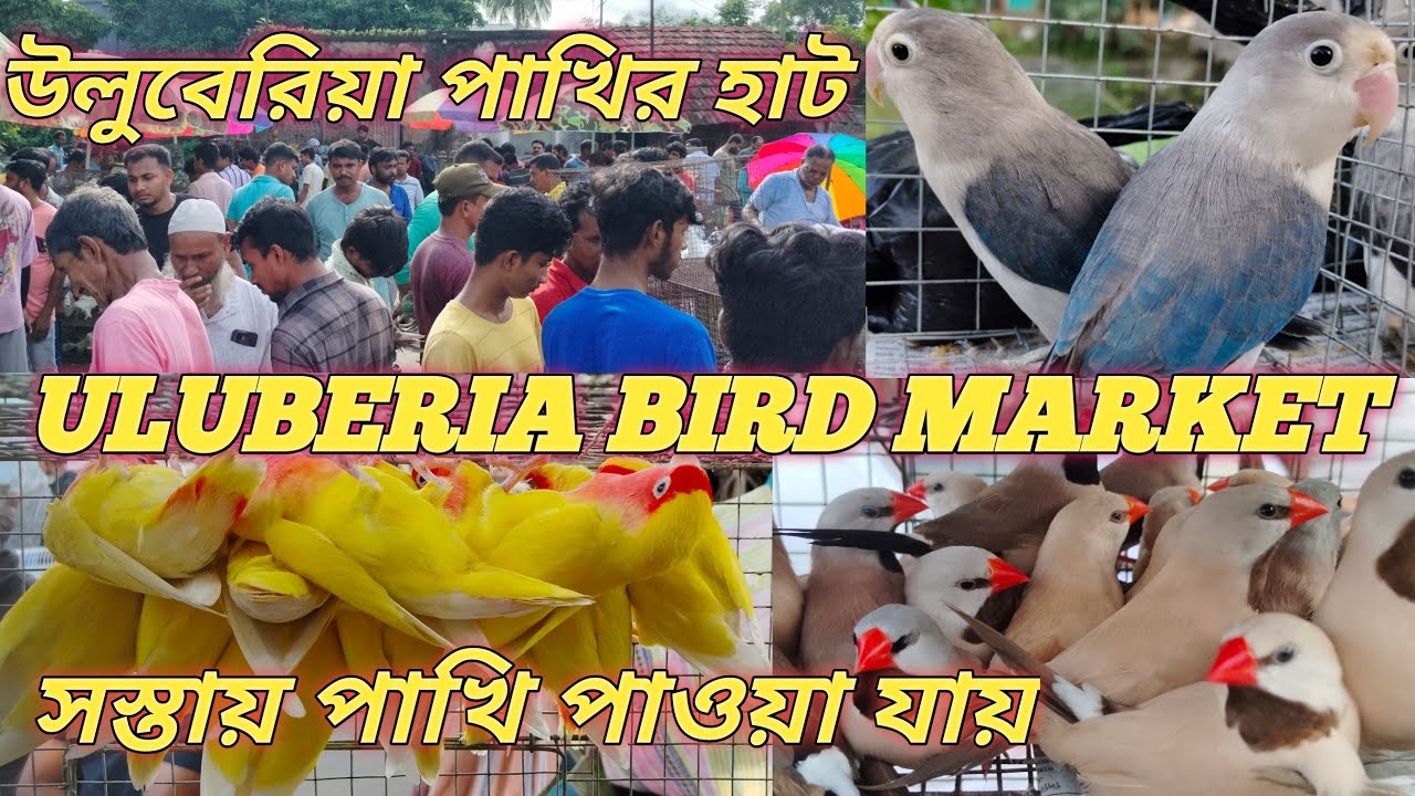 Uluberia Bird 🐦🕊️🐦🕊️ market পুজোর আগের সপ্তাহে হাটে পাখির প্রচুর কালেকশন দাম রয়েছে খুবই কম