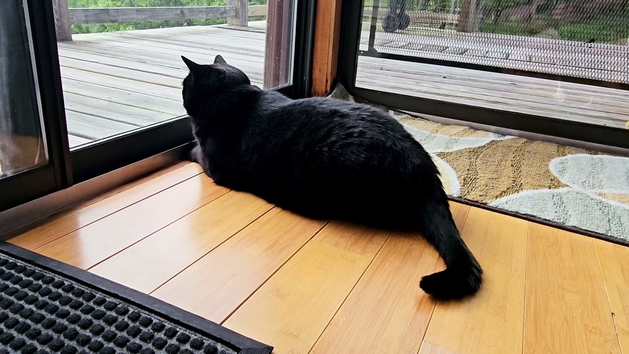 1 minute video - morocco watching birds