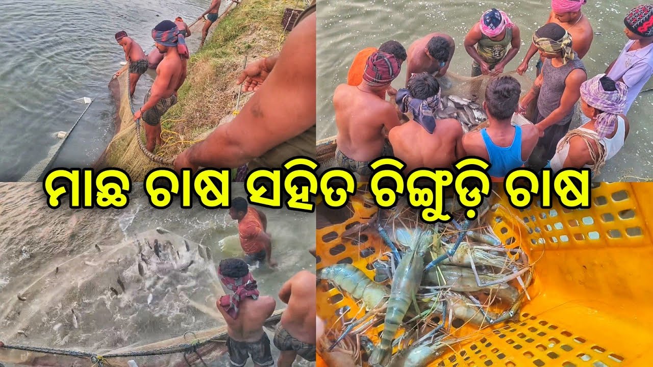 ମାଛ ଚାଷ ସହିତ ଚିଙ୍ଗୁଡ଼ି ଚାଷ || Fish Farming With Scampi Farming || Dibya Angul Farming 