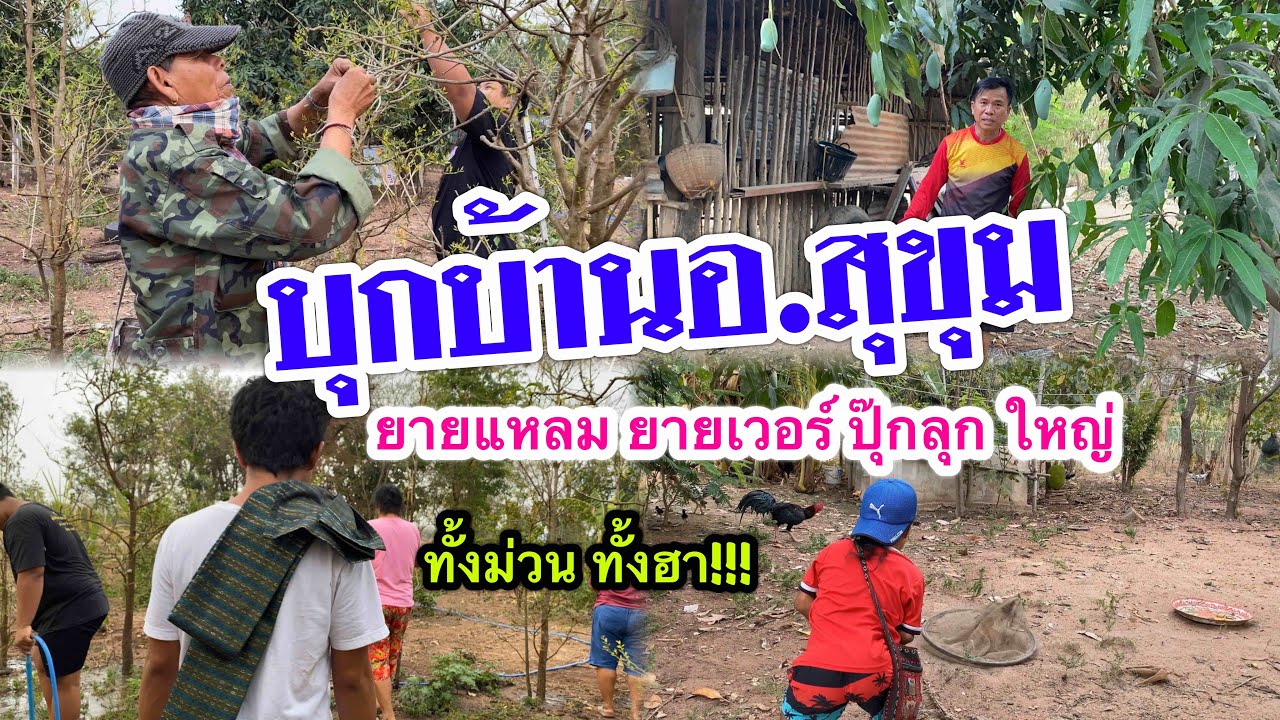 ยายแหลมบุกบ้านอาจารย์สุขุม ทั้งม่วน ทั้งฮา !! ยายเวอร์ ปุ๊กลุก ใหญ่ ลุยสวนผักหวาน จับไก่ อย่างฮา!!