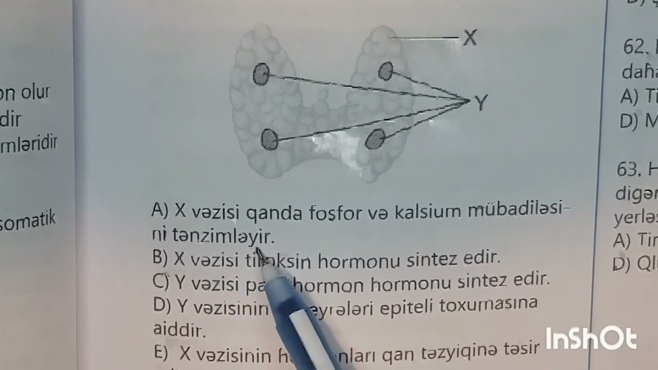 TAİM test bankı 2021-2022. İnsan Anatomiyası. Sinir sistemi. Vəzilər. 41-66-cı suallar