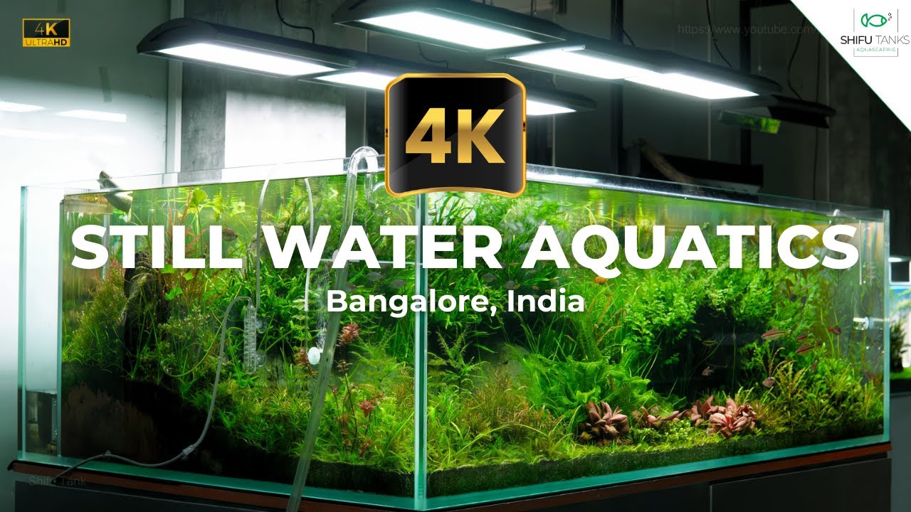 ADA Gallery India - 4K Aquarium Video | Still Water Aquatics, Bangalore