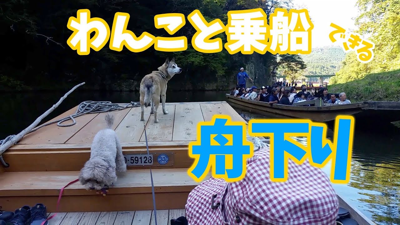 【わんこと舟下り】猊鼻渓をむぎと舟で下ってみた♪
