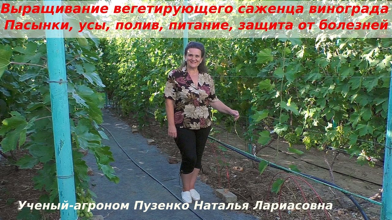 Выращивание молодых саженцев винограда - удобрение, полив, пасынки, защита  от болезней (Пузенко Н.)