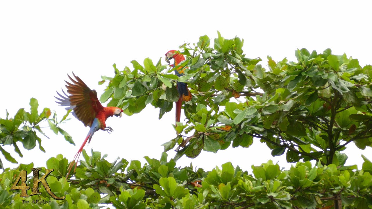 The beautiful Scarlet Macaw of Costa Rica in 4K