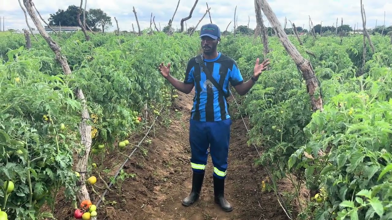 Part 20 of Upper hybrid F1 Lusaka West #Zambia #farming #trending 