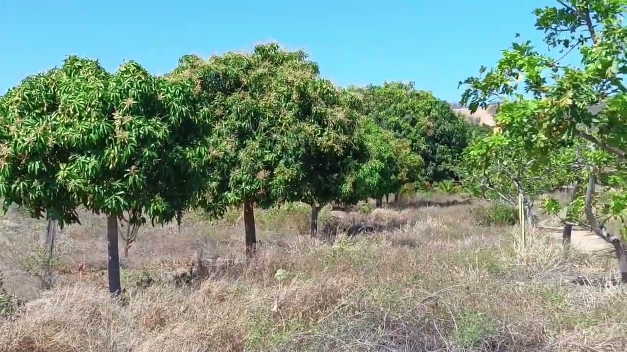 PROPRIEDADE PARA GADO