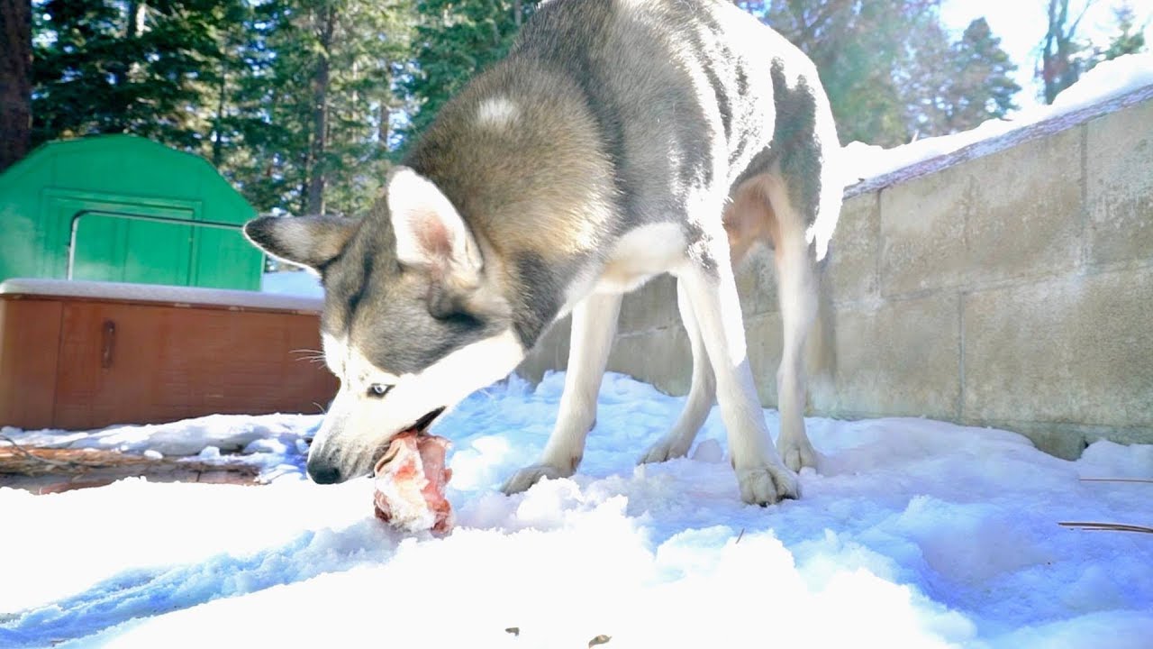 Husky vs Raw Beef Bone in the SNOW! (ASMR)