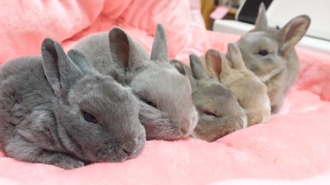 ミニレッキスの赤ちゃんは想像以上のかわいさ