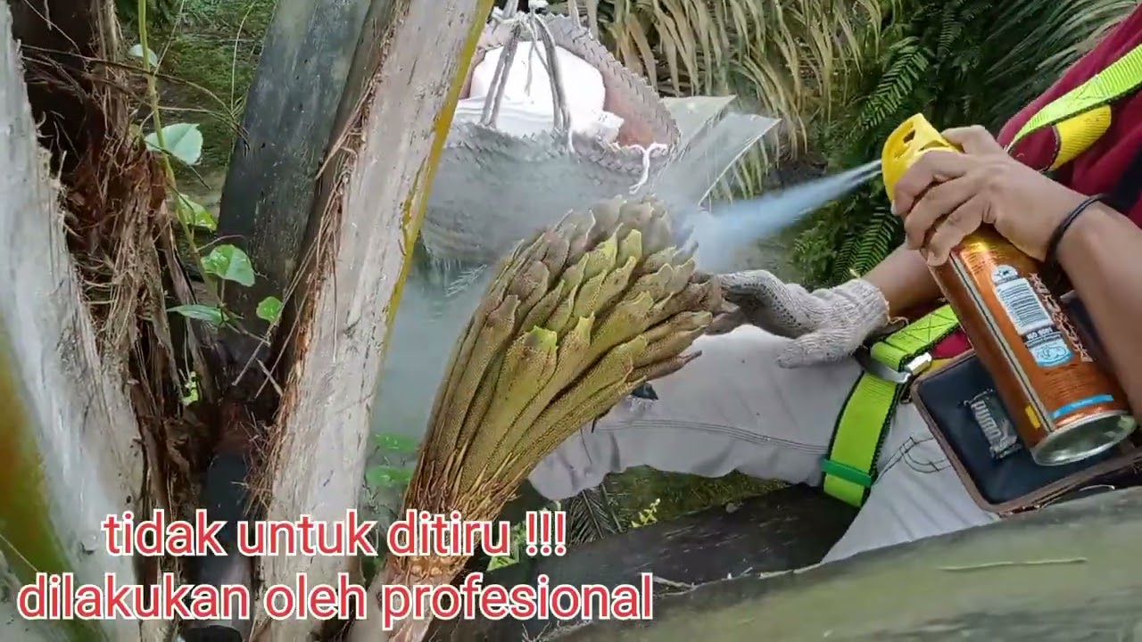 PROSES ISOLASI BUNGGA JANTAN UNTUK TANDAN BENIH SAWIT UNGGUL.
