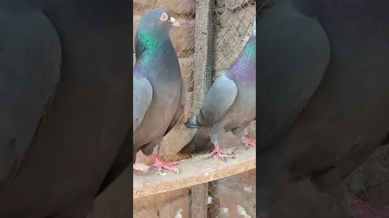 Neelay Kamagar Kabootar #pigeon #kabutar #kabutarkabutar #kabootar
