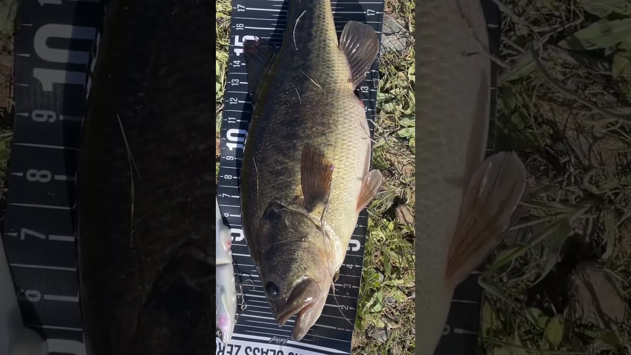 New #PB for #2023 #fishing #fyp #swimbaitfishing #bassfishing #c2c #fishingcontent #workingclasszero