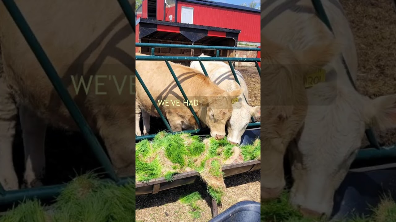Building our first large scale hydroponic barley fodder System
