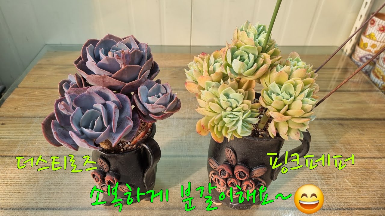 (25.6.19.목)💞010~6828~3188💞향원이네다육💞💞핑크페퍼💞더스티로즈💞망가지기전에 분갈이해요~😁😄