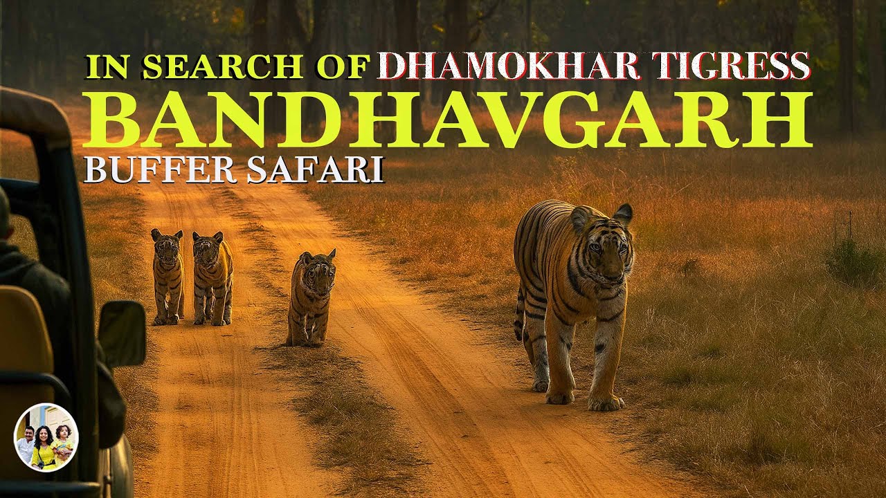 IN SEARCH OF DHAMOKARH FEMALE TIGRESS - BANDHAVGARH BUFFER SAFARI
