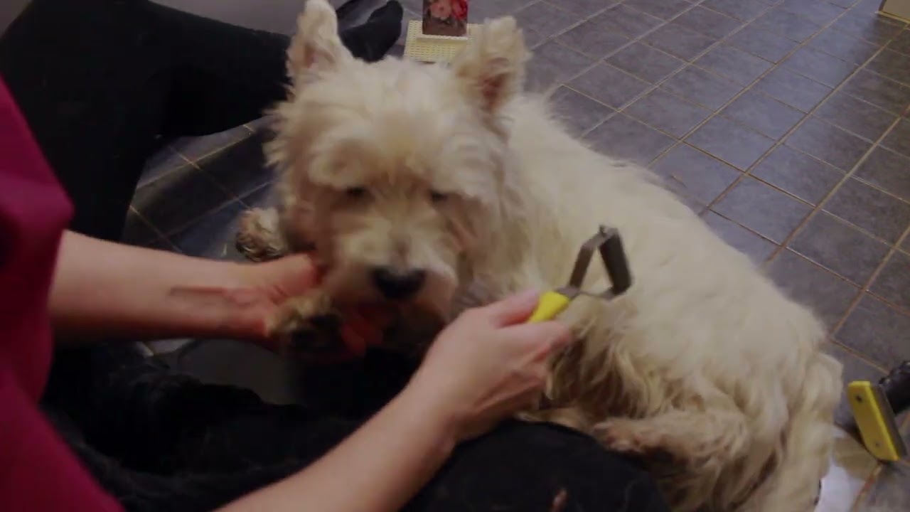 Hand stripping a pet westie