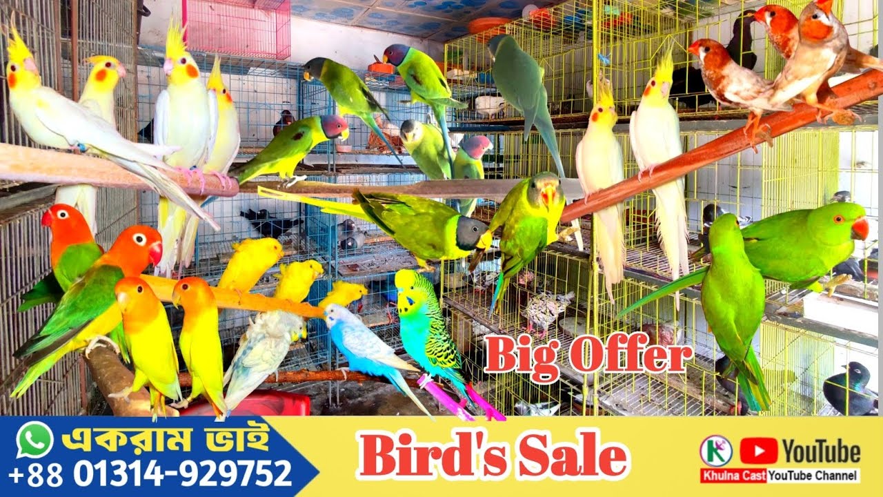 New collection Birds sale।। পাখির নতুন কালেকশন।।মক মূল্যে পাখি বিক্রয়।। #birds #birdlovers #পাখি