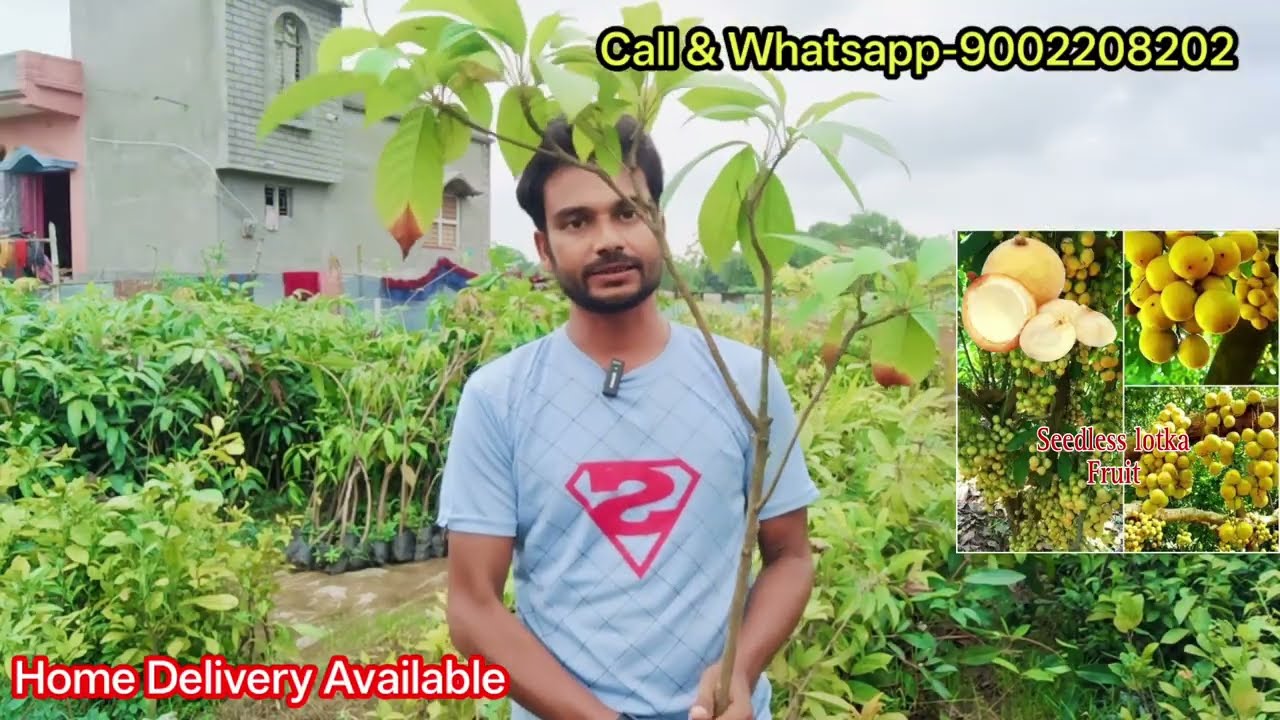 All fruit plant nursery / Jhilik Nursery / mirpur paikar / birbhum west bengal / home delivery 