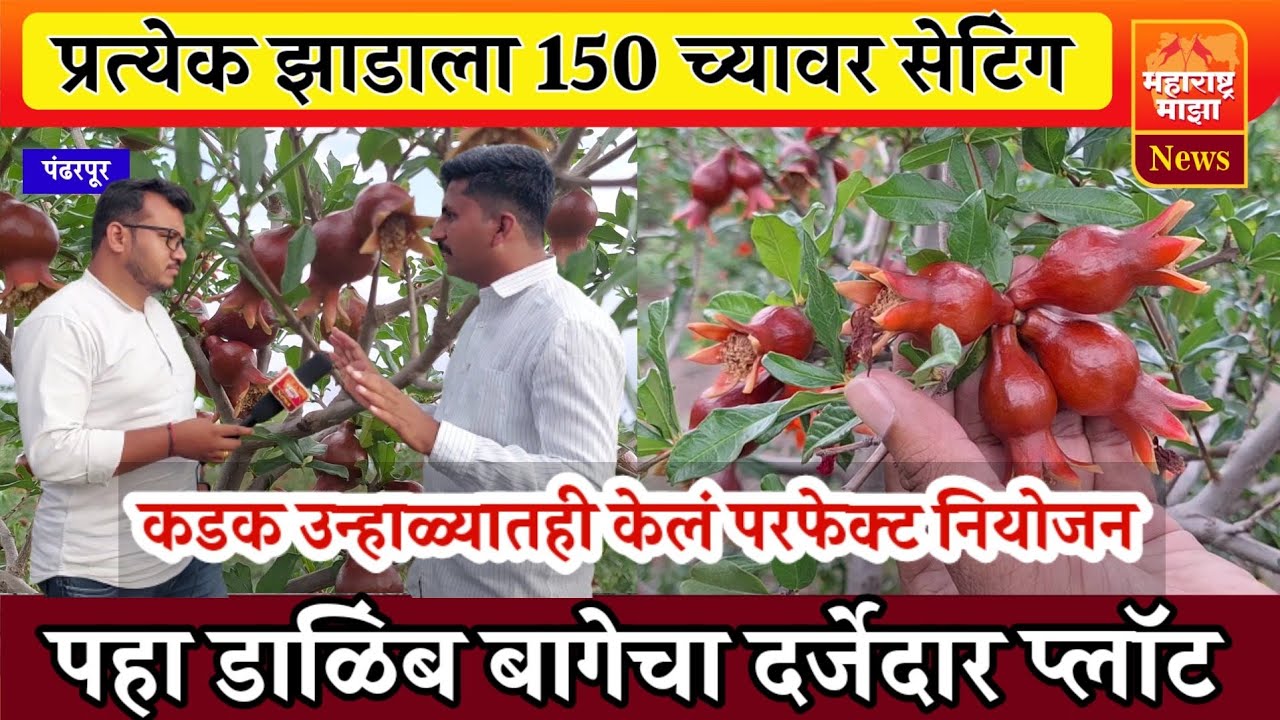 ♦️डाळिंब शेती | प्रत्येक झाडाला 150 च्यावर सेटिंग | पहा कसं केलं नियोजन ?