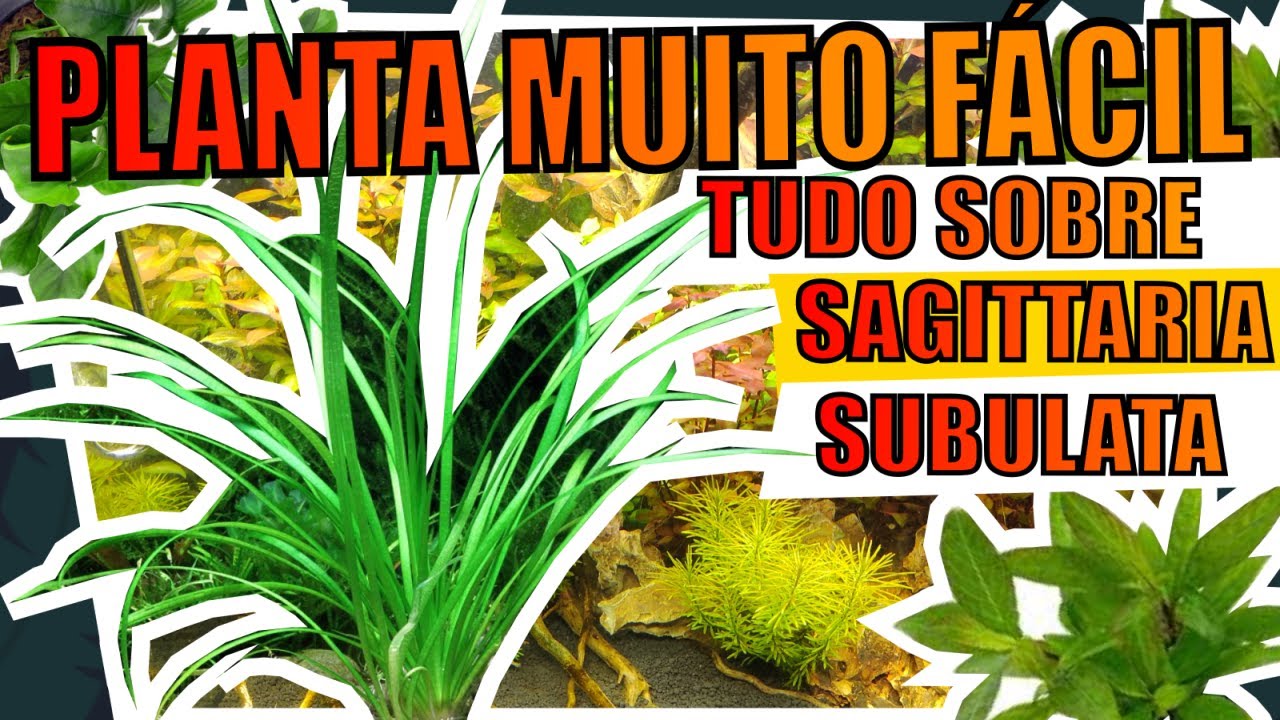 🔴SAGITTARIA SUBULATA, A PLANTA CARPETE LOW TECH PARA AQUÁRIOS! |Mr. Betta|
