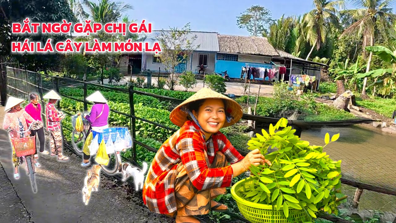 Sáng Sớm Ở Quê Bất Ngờ Gặp Chị Gái Đi Hái Lá Cây Làm Món Này - Nào Giờ Mới Biết