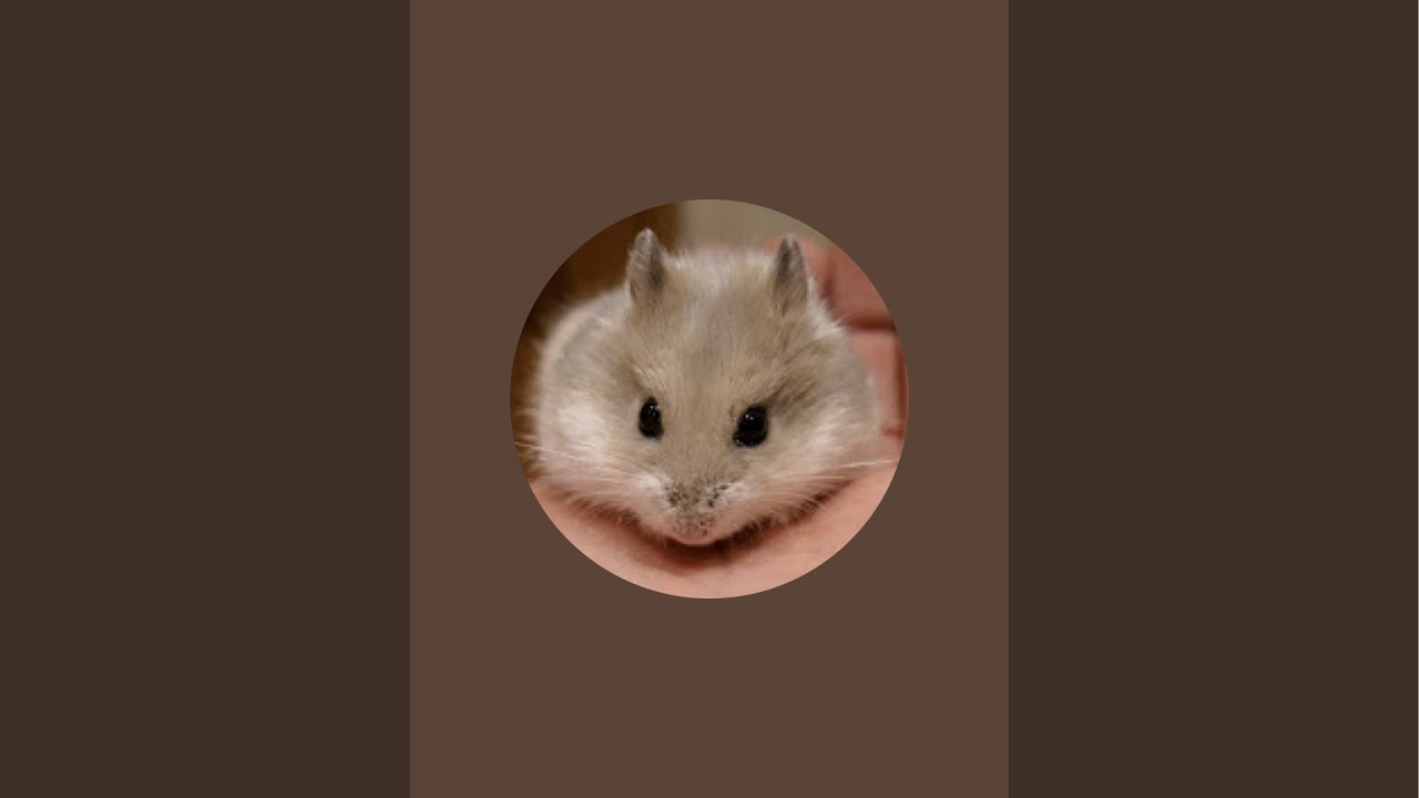 Life of Mithu überträgt einen Livestream.