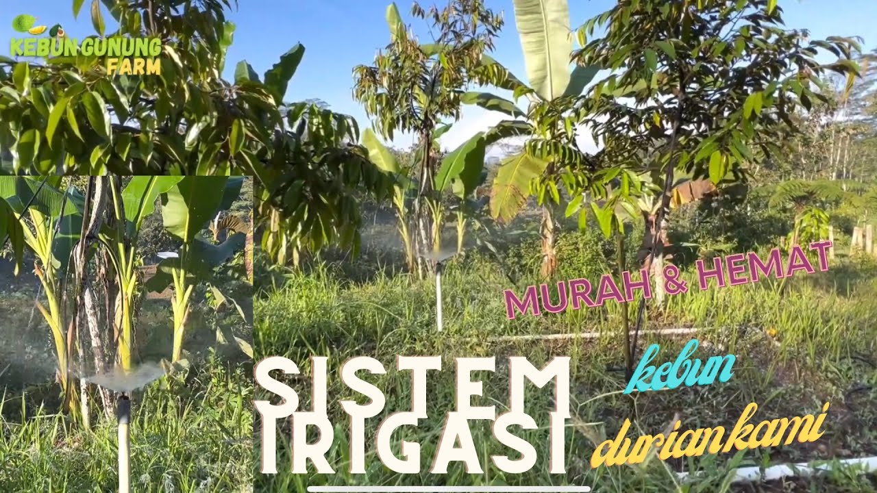 Sistem pengairan kebun durian & alpukat saya