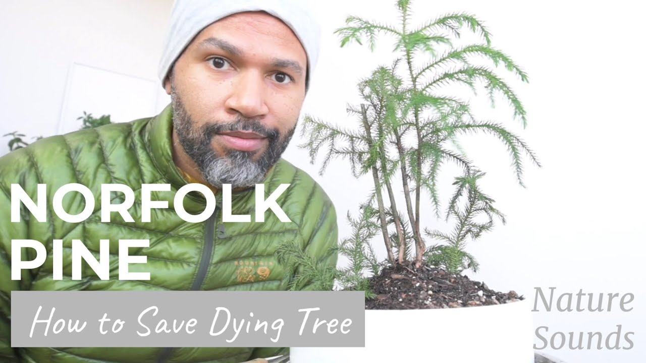 Norfolk Island Pine, Araucaria heterophylla, How to Save Tree From Declining Health, March2022