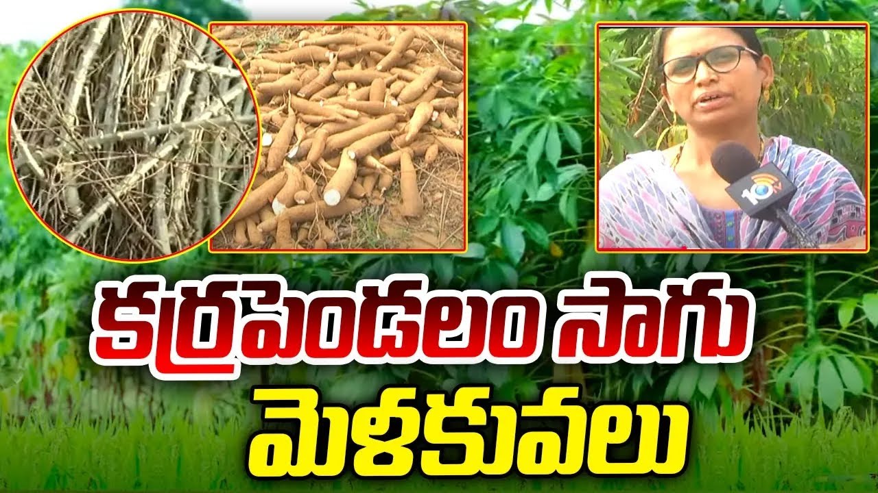 కర్రపెండలం సాగు - మెళకువలు | Cassava Cultivation Techniques | Matti Manishi | 10TV Agri