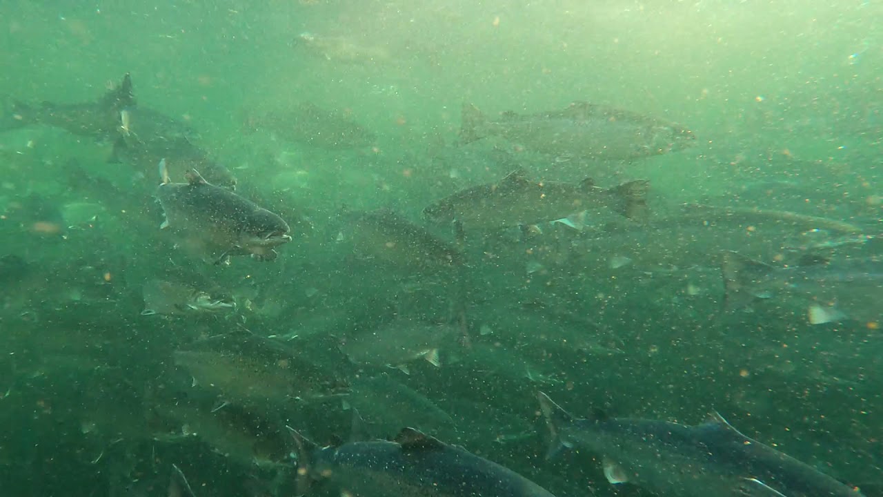Scottish salmon farm sewage