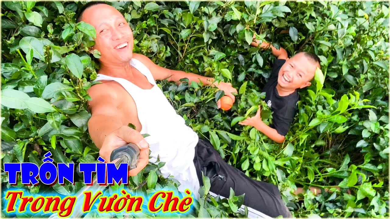 Thử Thách Trốn Tìm Trong Vườn Chè - Chui Rúc, Luồn Lách Chịu Muỗi Đốt Kiến Cắn Để Nhận Thưởng 100$