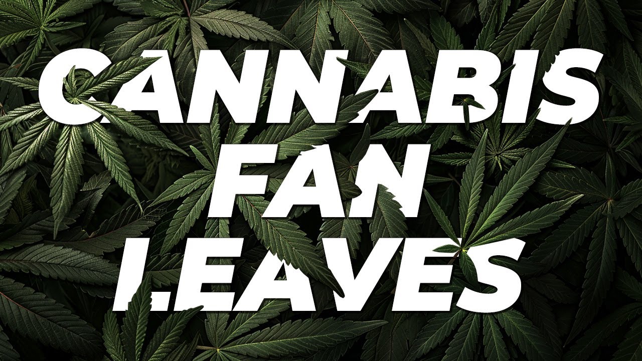 The Importance of Cannabis Fan Leaves
