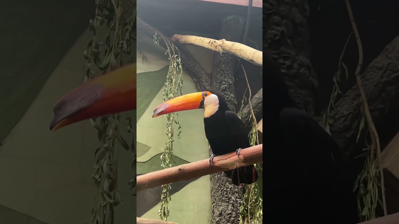 Как мяукает птица Тукан