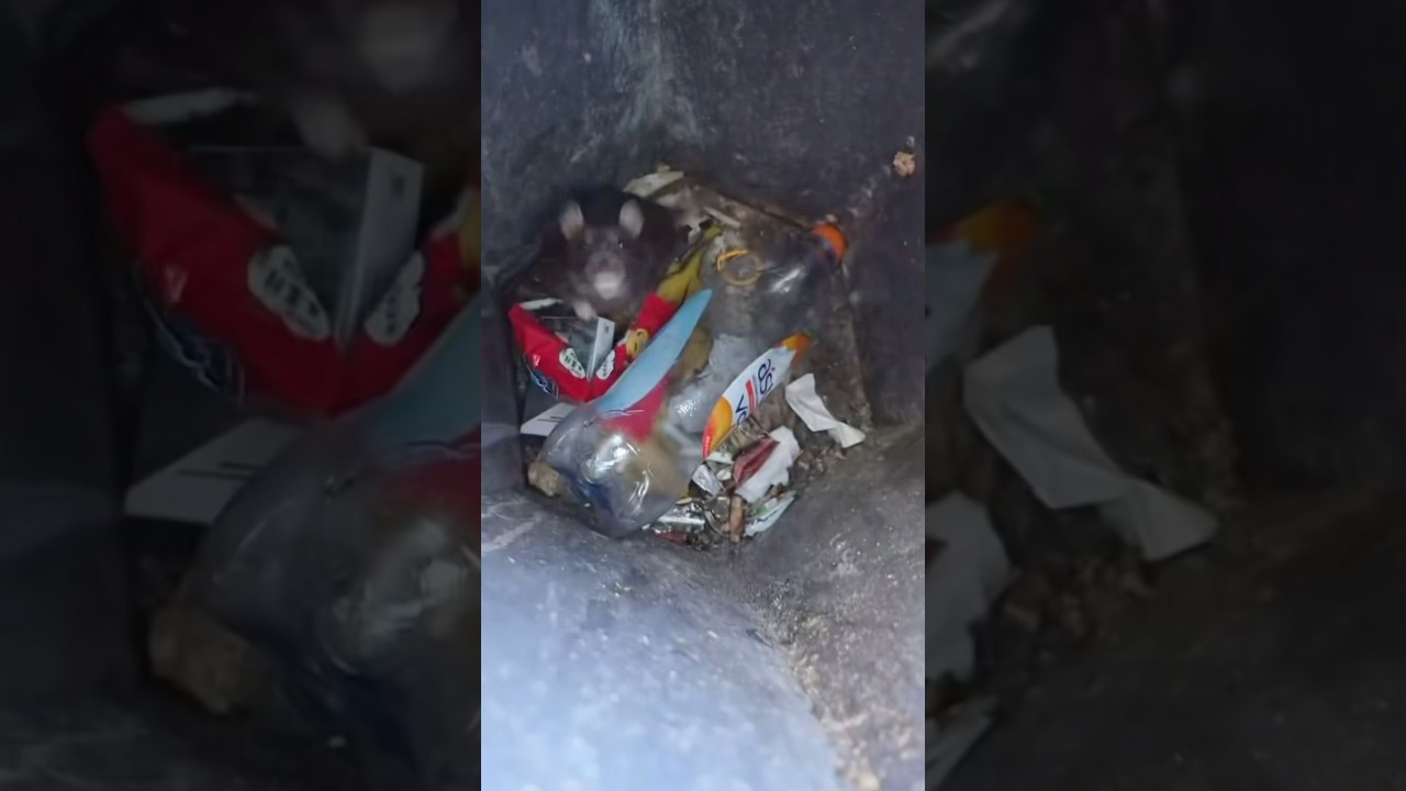 Поймал крысу в мусорном баке