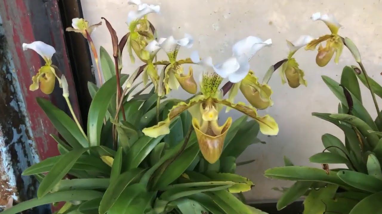 奮起湖 人家門口的拖鞋蘭 開滿滿的花啊！ 果然環境啊 超適合拖鞋蘭的