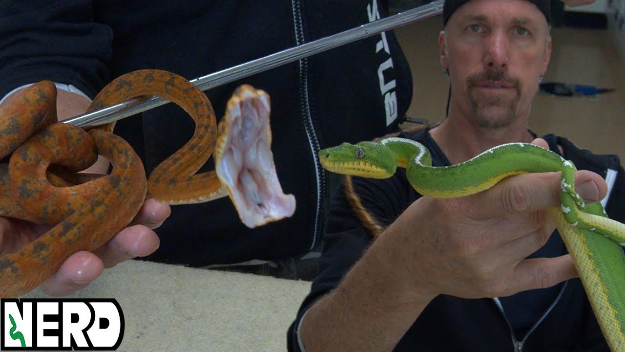 My Favorite Arboreal Snake Species - Which is BEST?