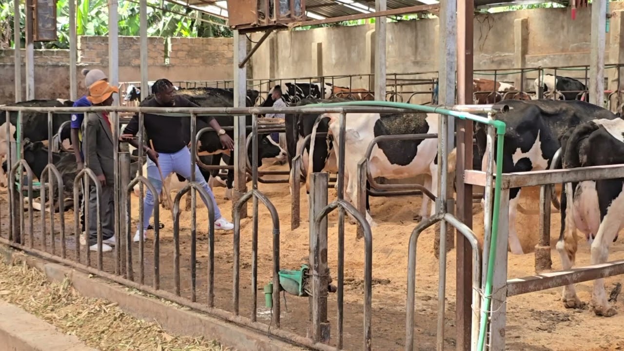 LIFE IS IN THE FARM.....0757622611...