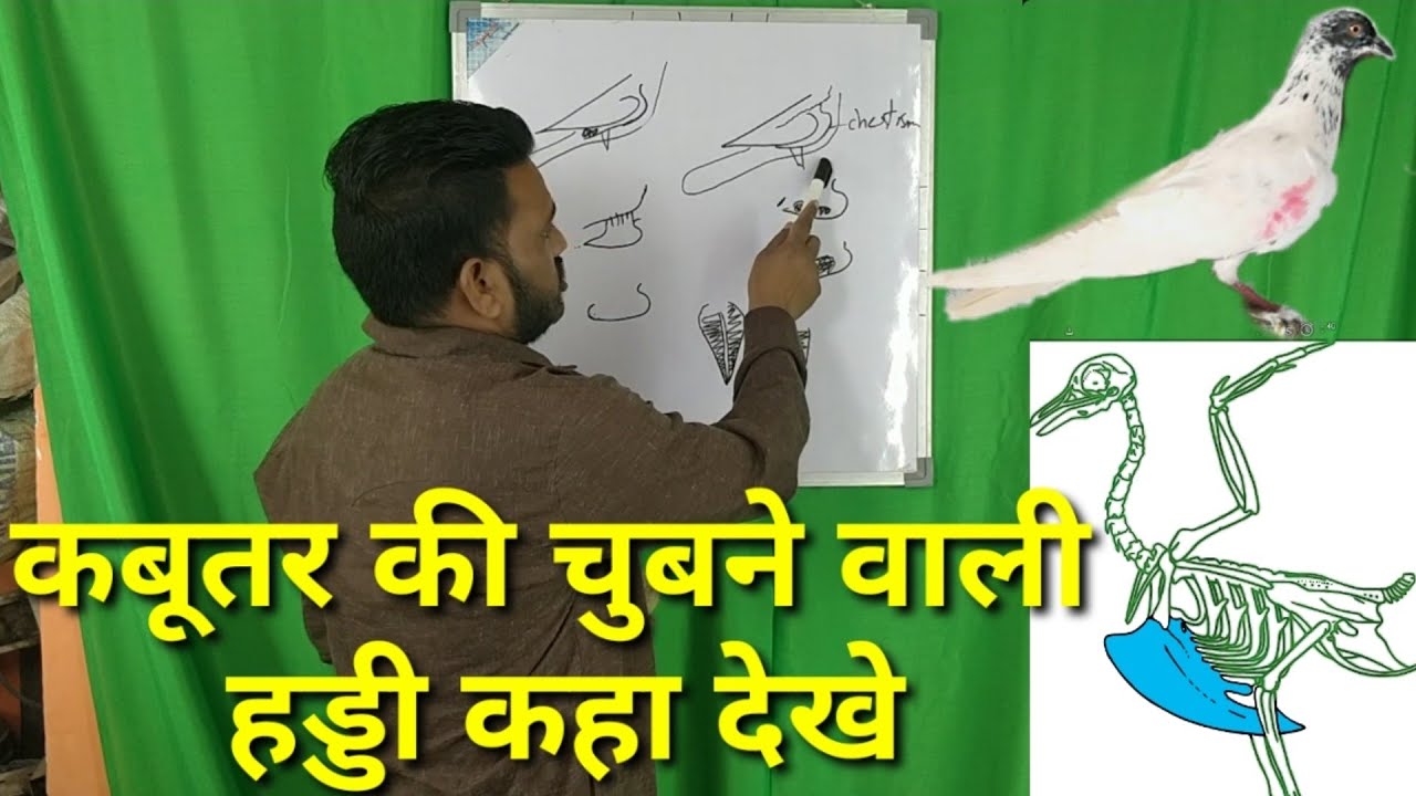 Kabutar ki chubne wali haddi kaha dekhe