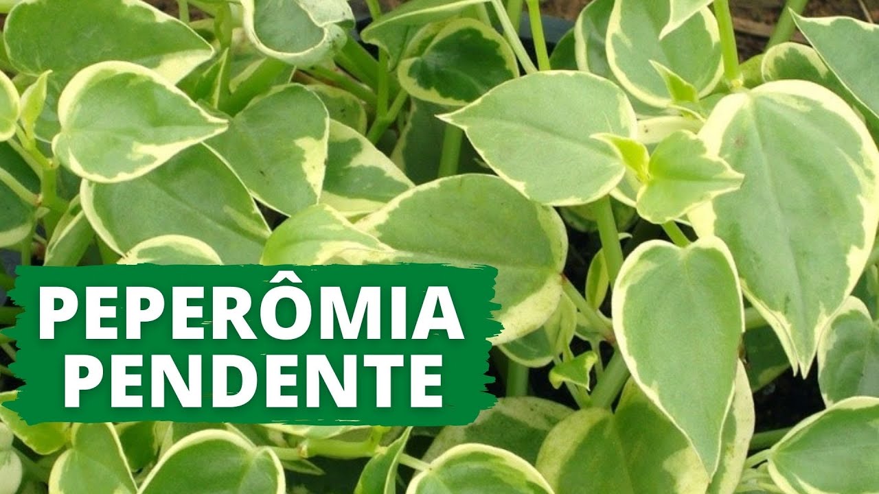 O que você precisa saber antes de ter uma Peperômia Pendente!