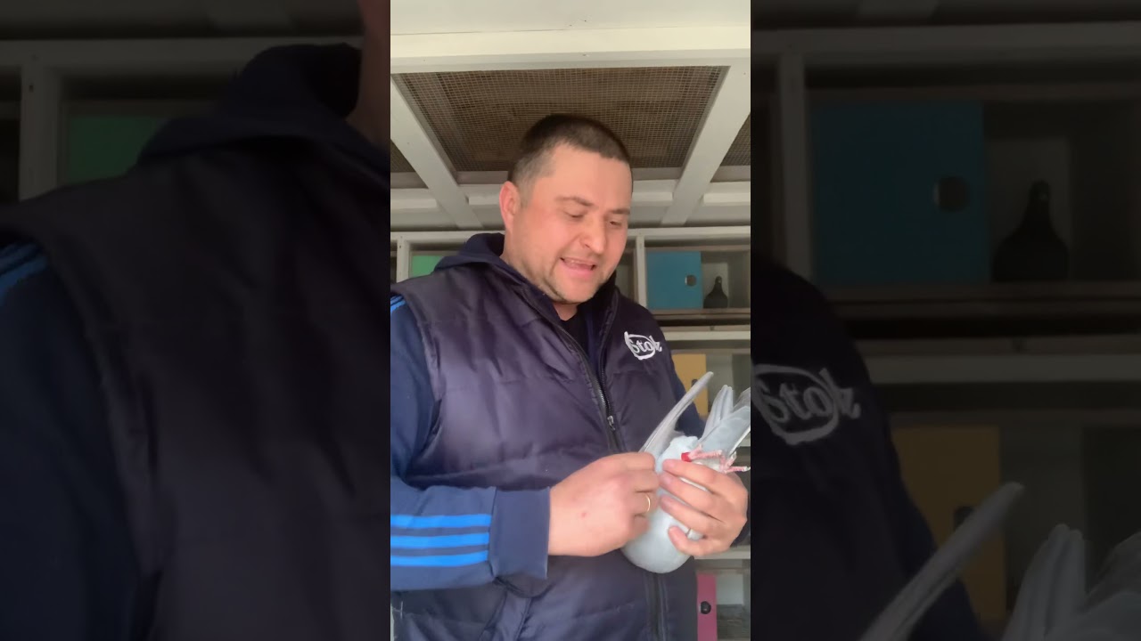 Как правильно выбрать голубя !!