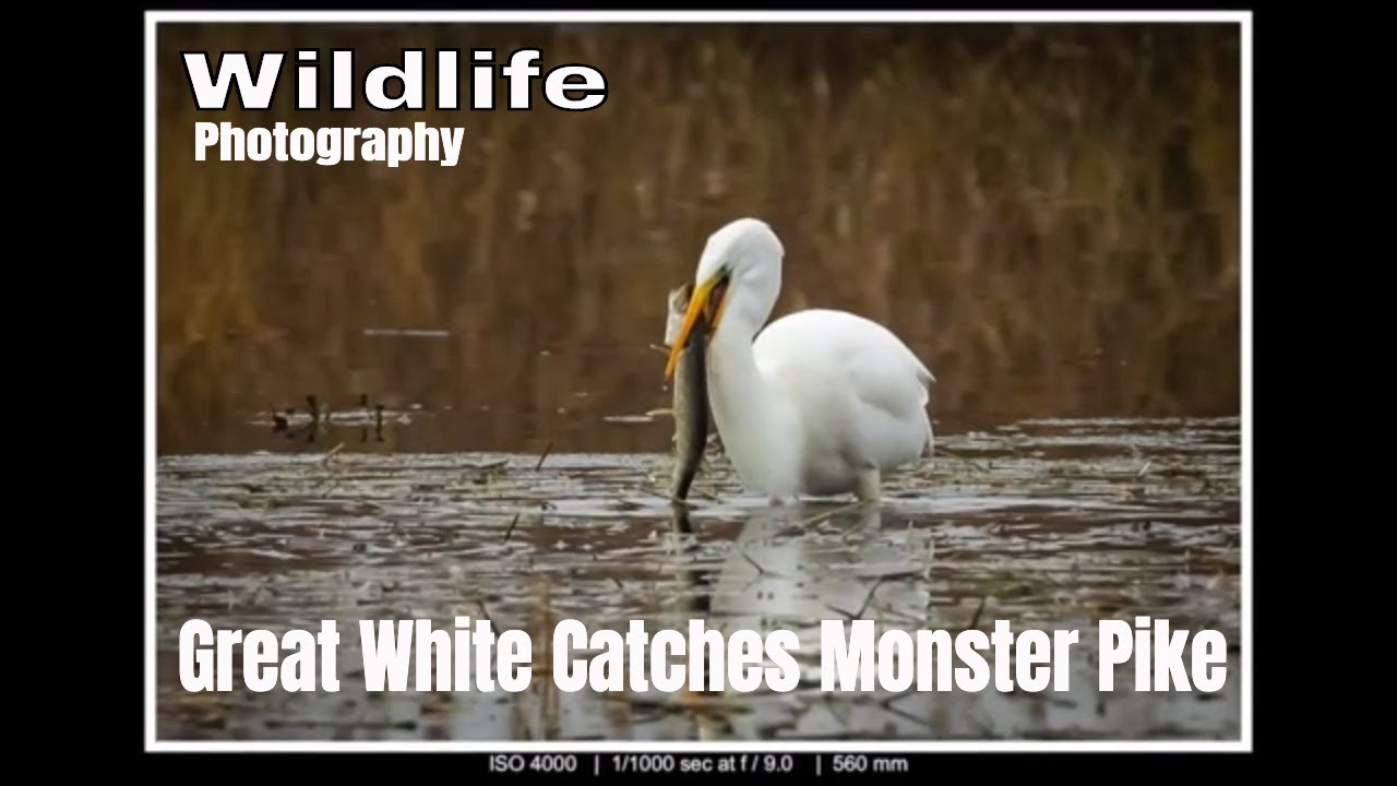Wildlife Photography UK - Great White Egret Catches Monster Pike.