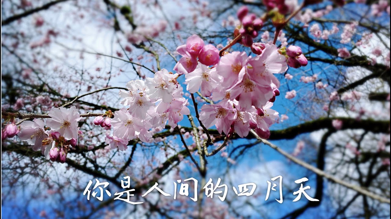 中国诗歌《你是人间的四月天》李木子朗诵 Chinese poem reading: Shall I Compare Thee to an April Spring