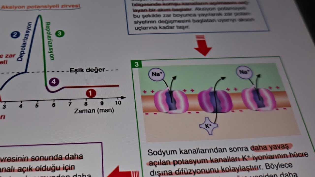 Depolarizasyon Repolarizasyon UNUTMAYİN KUZUM #yks2026 