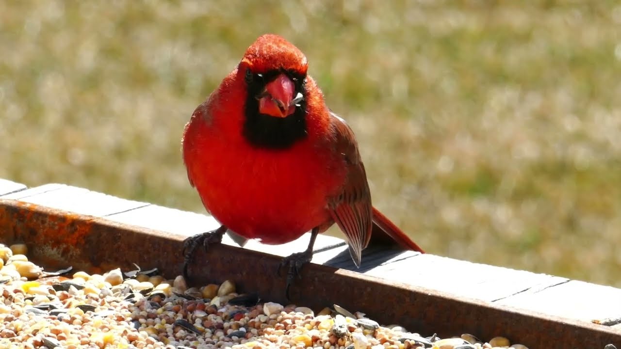 Red Cardinal Bird/Cadlma #birds #nature #animals #relax #relaxingvideo #redbirds #birdlovers #relax