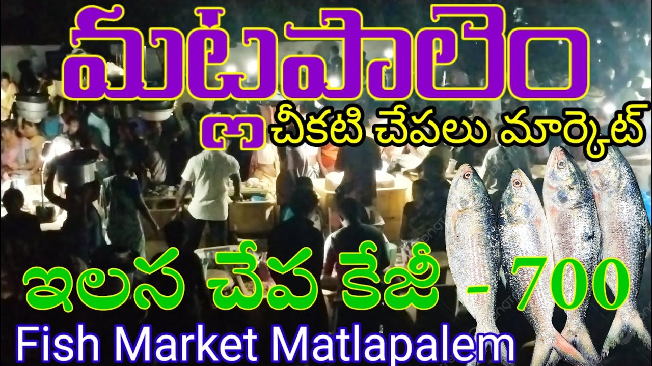 Wholesale fish market matlapalem, matlapalem fish market