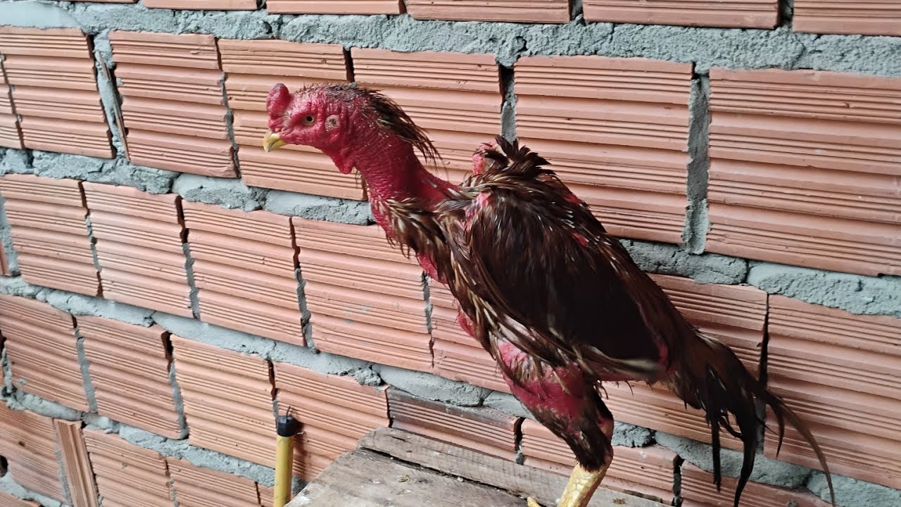 Novos contratados da cocheira família 🙏 ohhh glória 